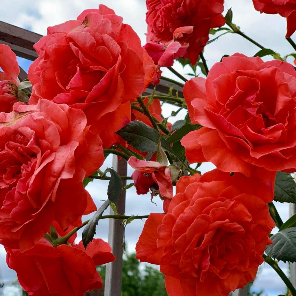 Роза Майнтауэр 2