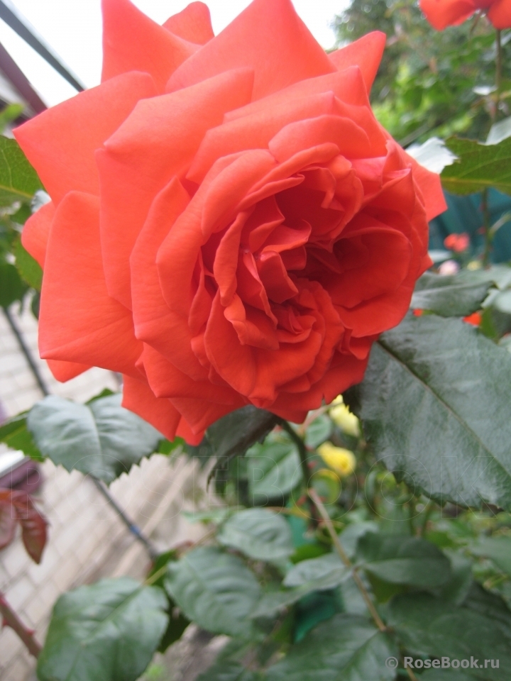 Роза Майнтауэр