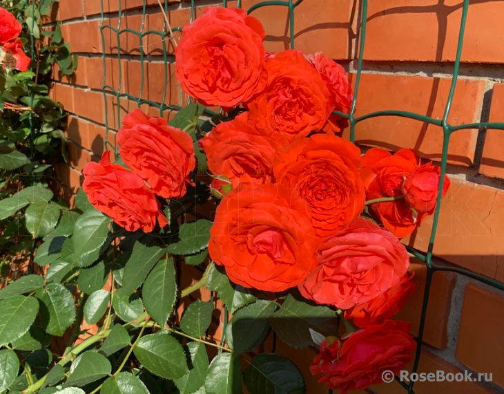 Роза Майнтауэр 3