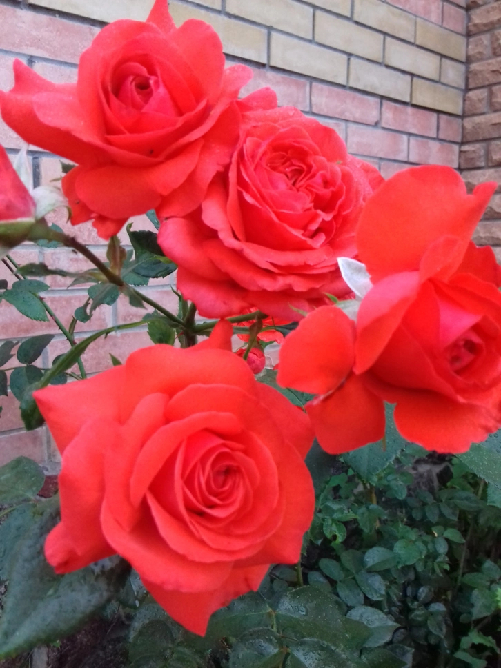 Роза Майнтауэр 4