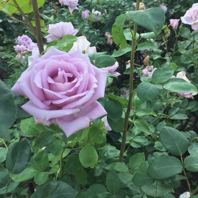 Роза Майнцер Фастнахт 3