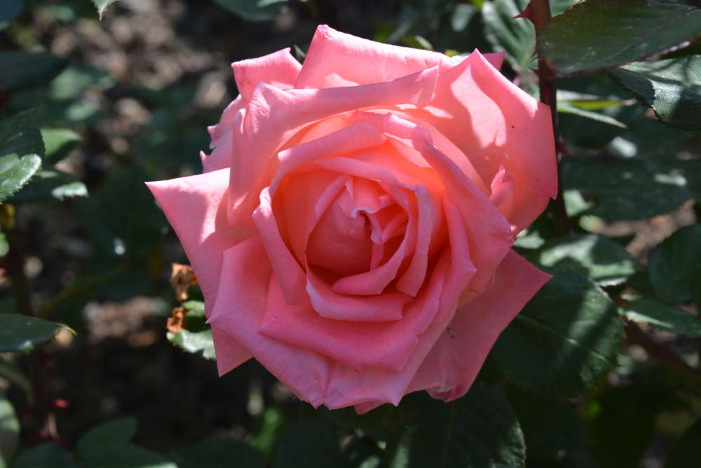 Роза Майор Гагарин 2