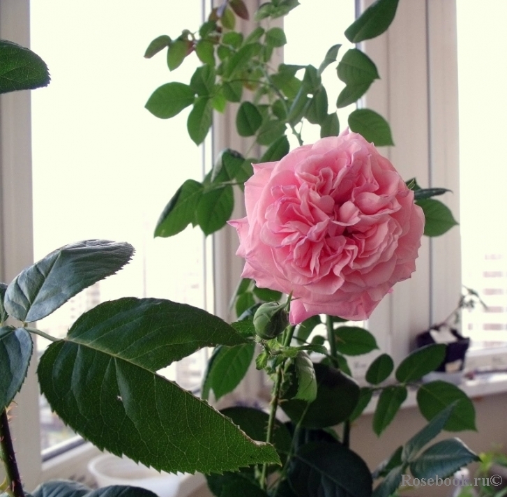 Роза Майор Гагарин 4