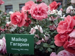 Роза Майор Гагарин