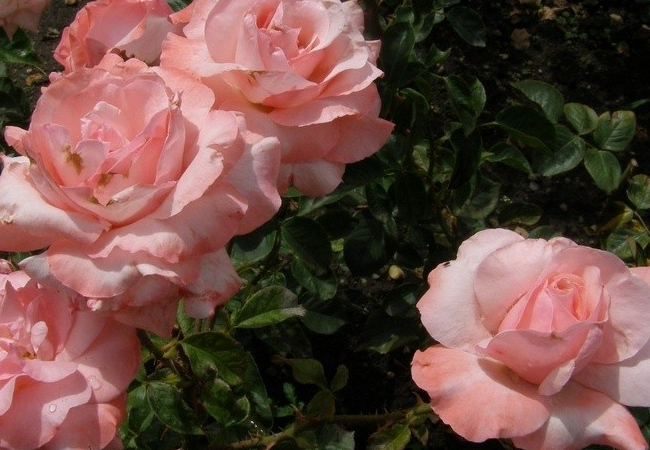 Роза Майор Гагарин 3