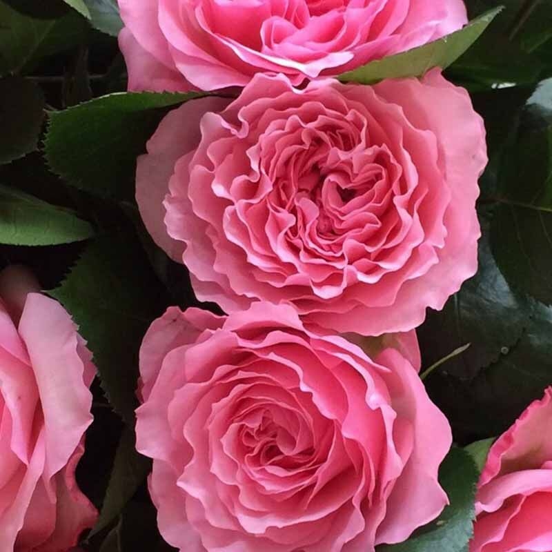 Роза Майра Пинк 2