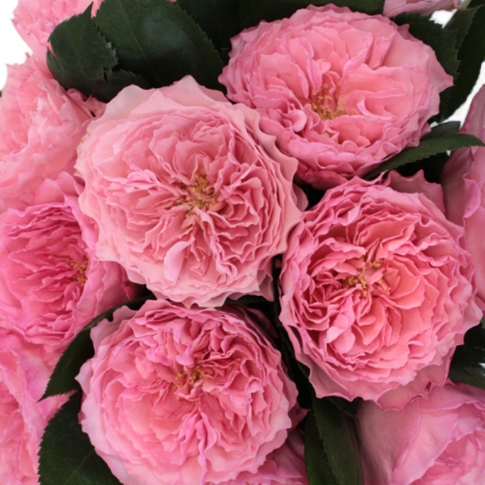 Роза Майра Пинк 3