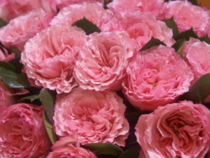 Роза Майра Пинк