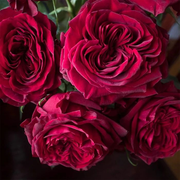 Роза Майра Ред 2