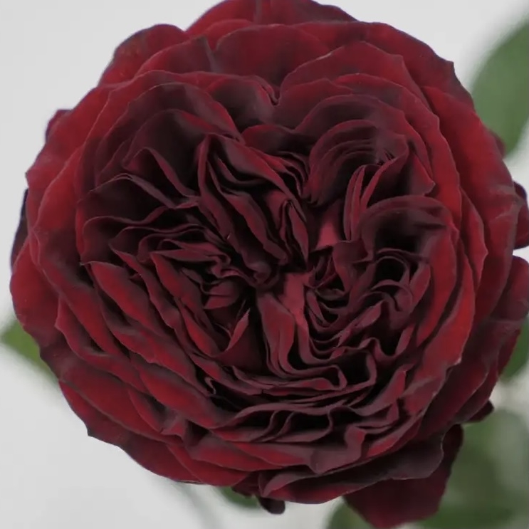 Роза Майра Ред 3