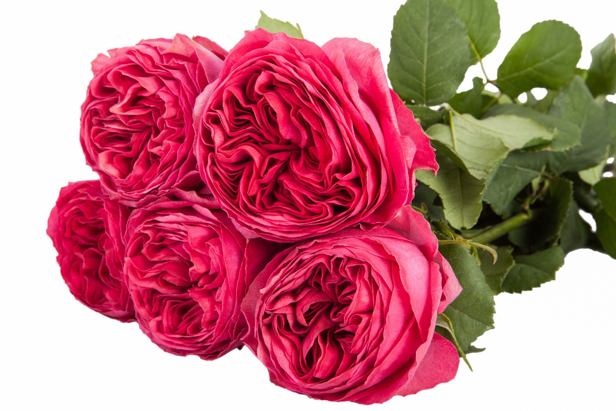 Роза Майра Ред 4