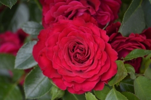 Роза Майра Ред