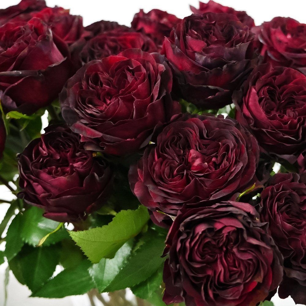 Роза Майра Ред 6