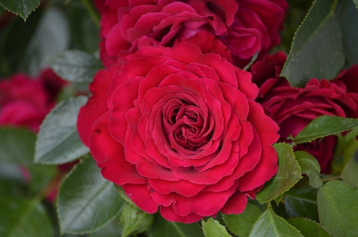 Роза Майра Ред