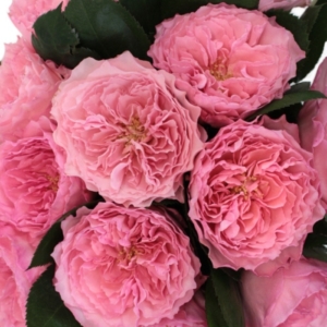 Роза Майра Роуз