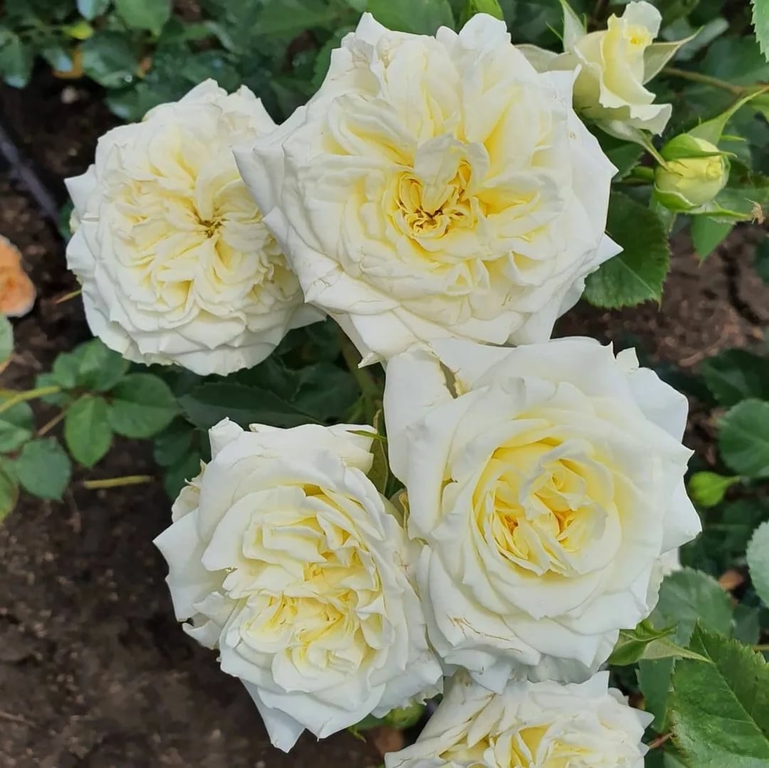 Роза Майра Вайт 2