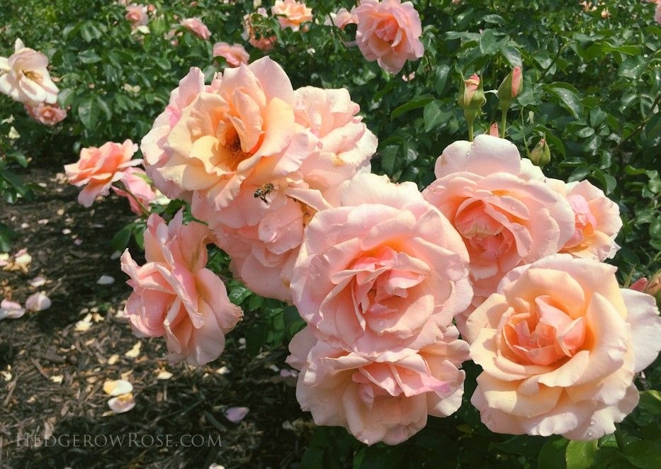 Роза Мазер оф Перл 3