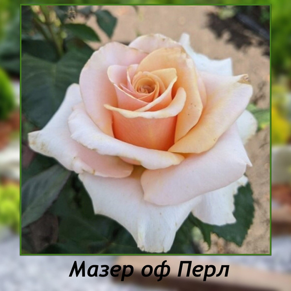 Роза Мазер оф Перл 4