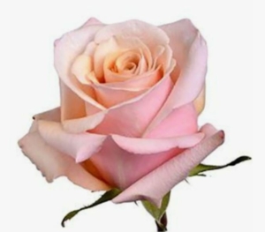 Роза Мазер оф Перл