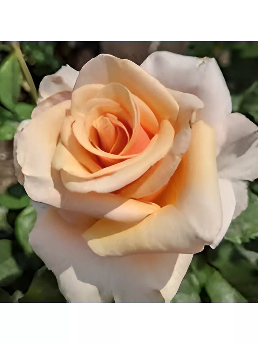 Роза Мазер оф Перл 2