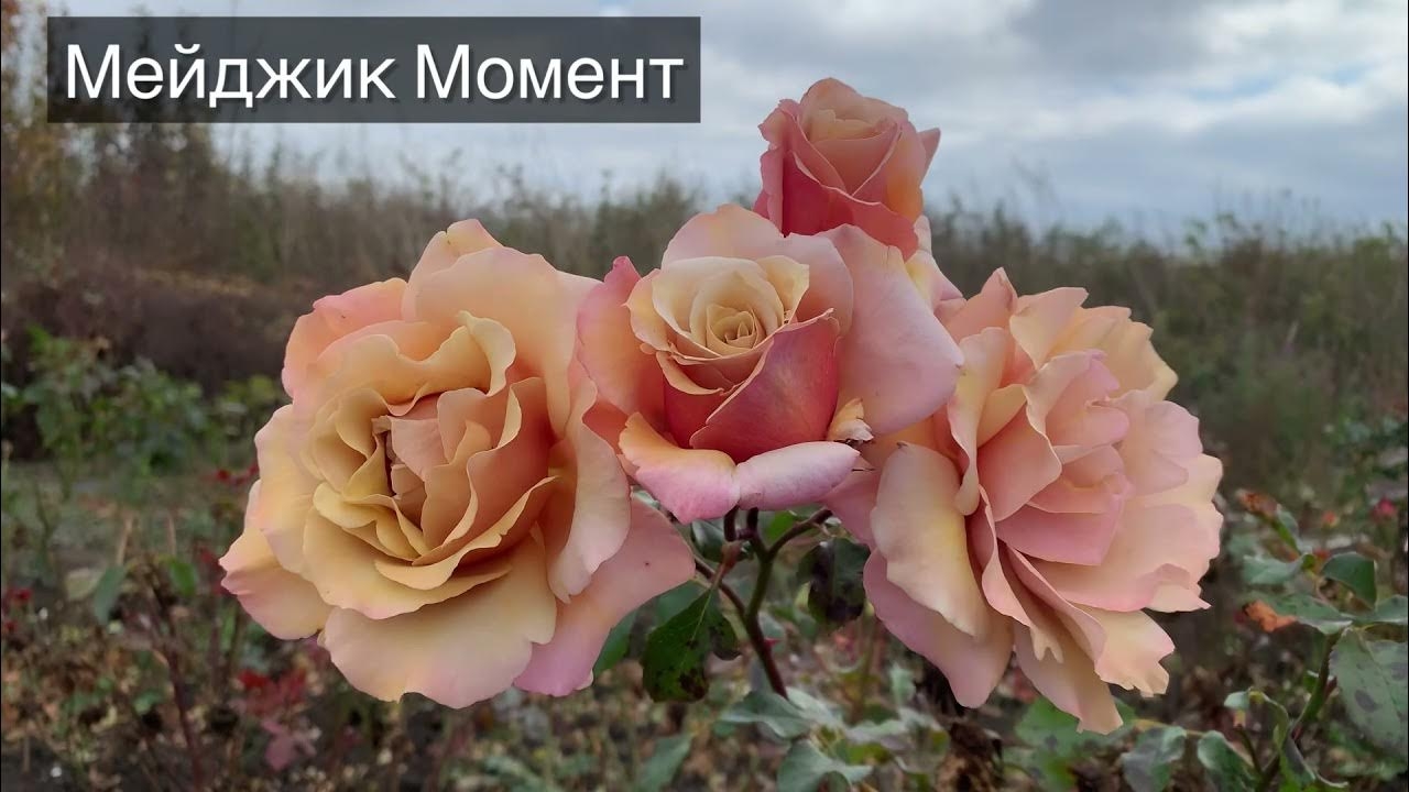 Роза Мэджик Момент 3