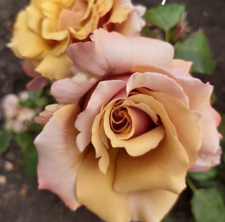 Роза Мэджик Момент 4