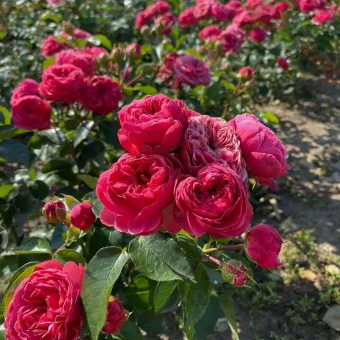 Роза Мэджик Рококо 2