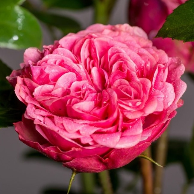 Роза Мэджик Рококо 4