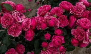 Роза Мэджик Рококо