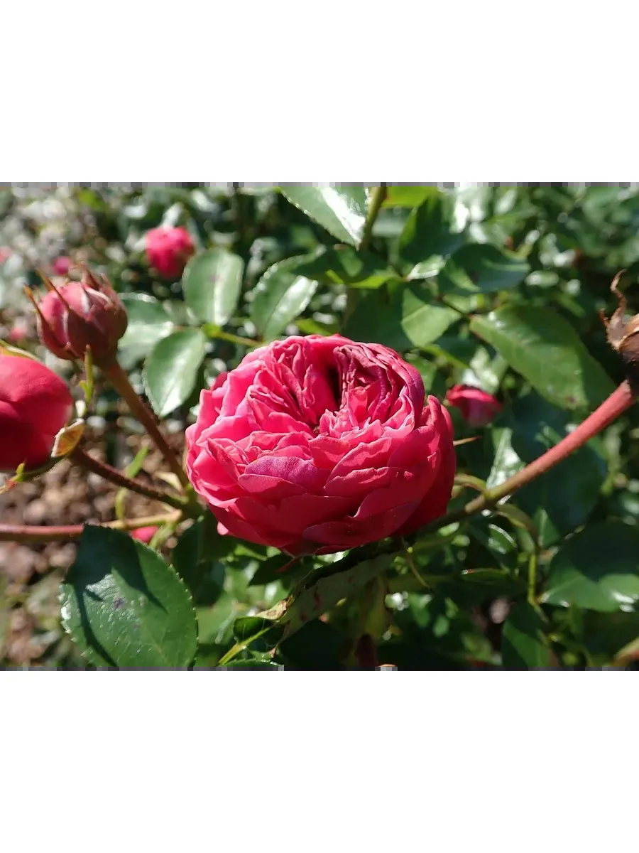 Роза Мэджик Рококо 5