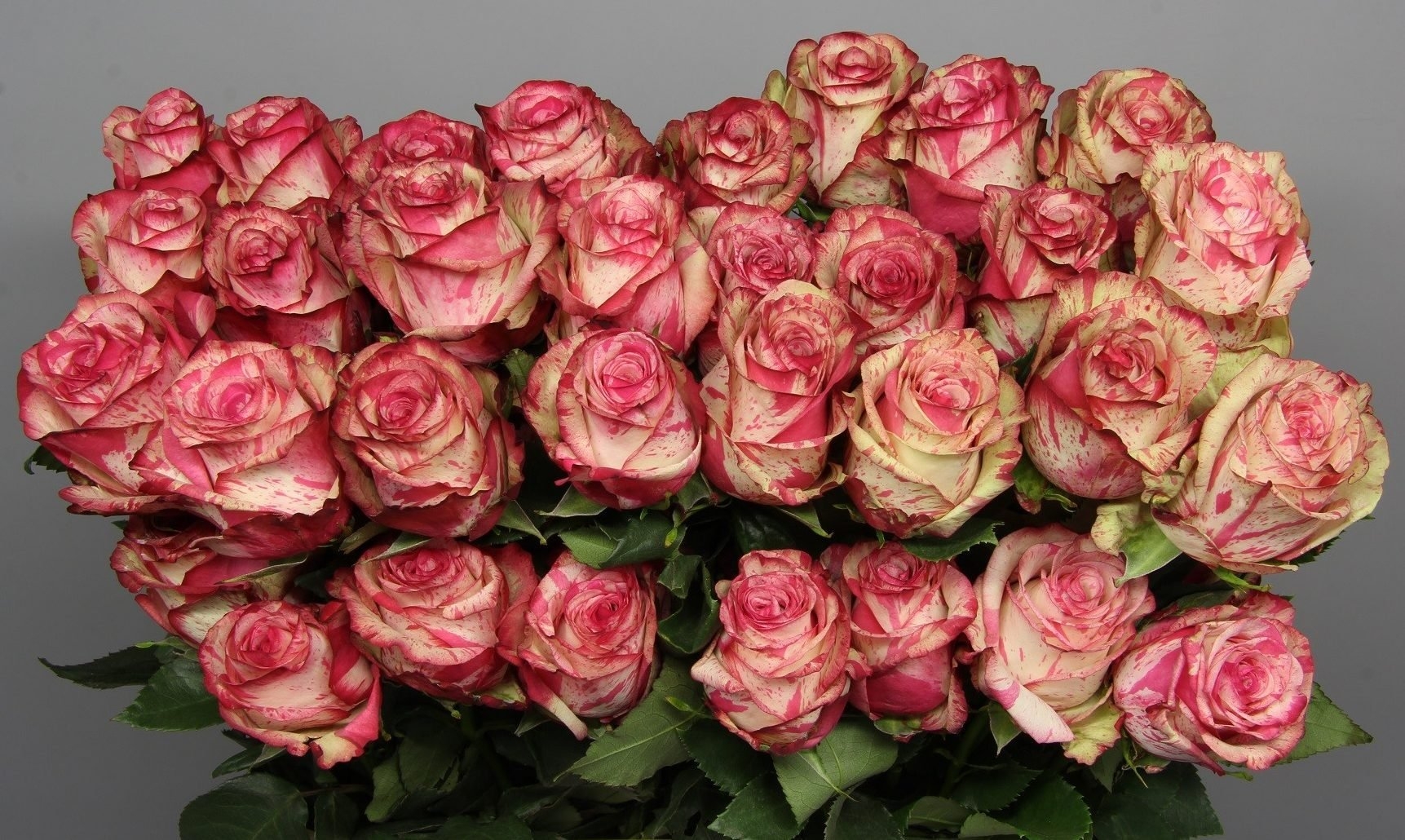 Роза Мэджик Таймс 2