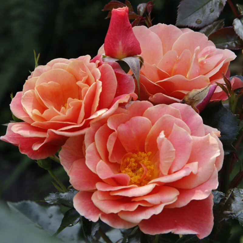 Роза Мелюзина 4