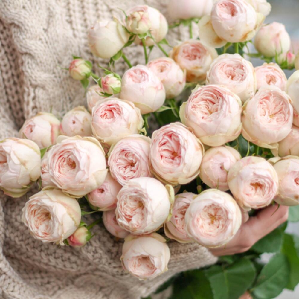 Роза Мэнсфилд Парк 3