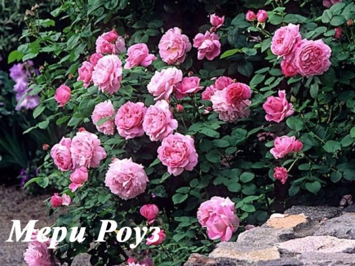 Роза Мэри Роуз 3