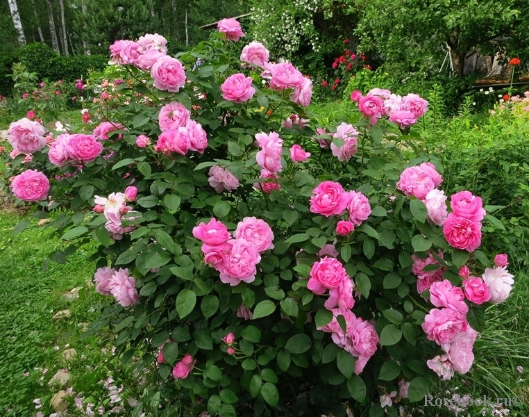 Роза Мэри Роуз 5