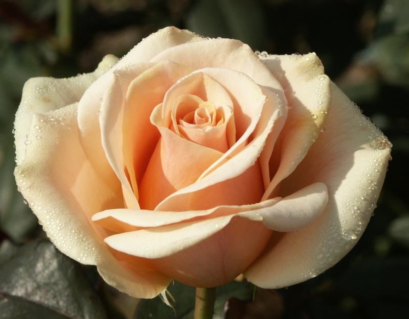 Роза Мэрилин Монро 2