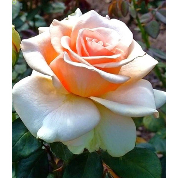 Роза Мэрилин Монро 3