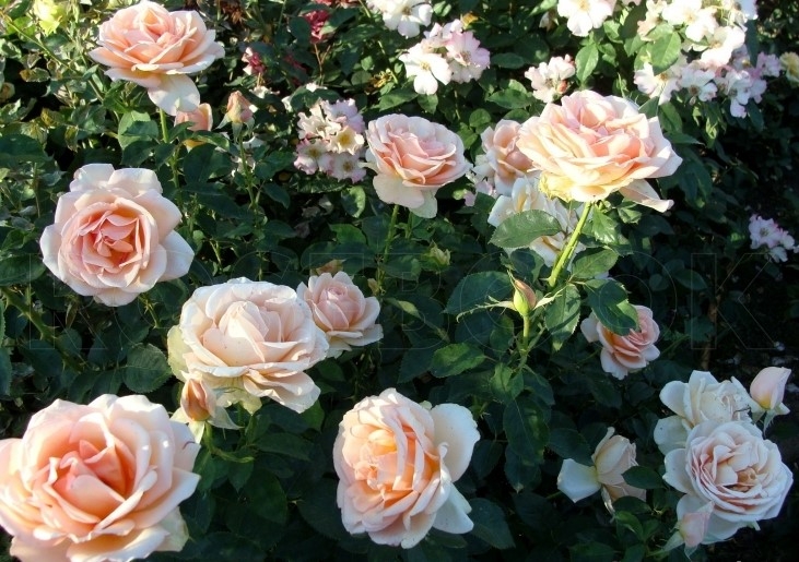 Роза Мэрилин Монро 4