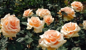 Роза Мэрилин Монро