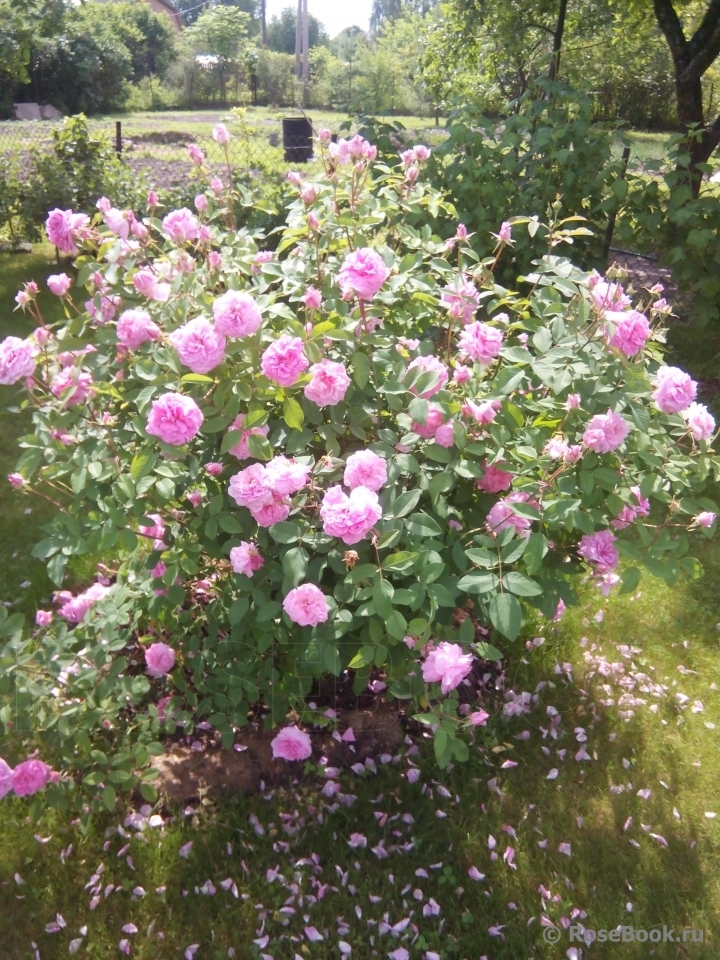 Роза Мэйфлауэр 3