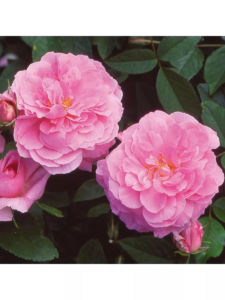 Роза Мэйфлауэр