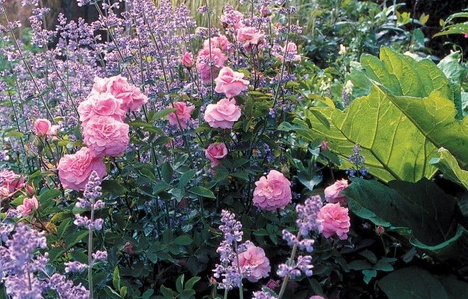 Роза Мэйфлауэр 5