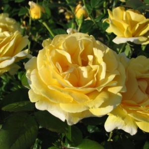 Роза Микеланджело