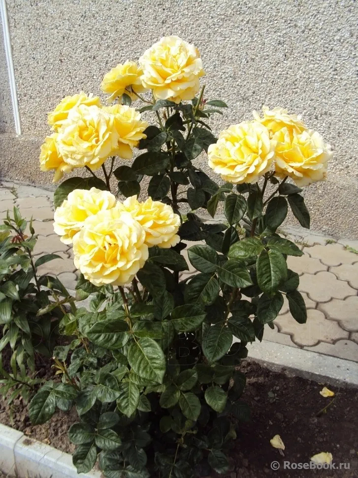 Роза Микеланджело 3