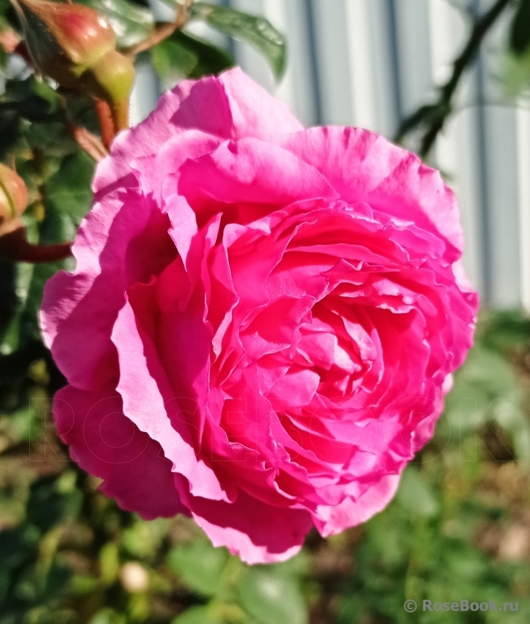 Роза Милева Фрайла 5