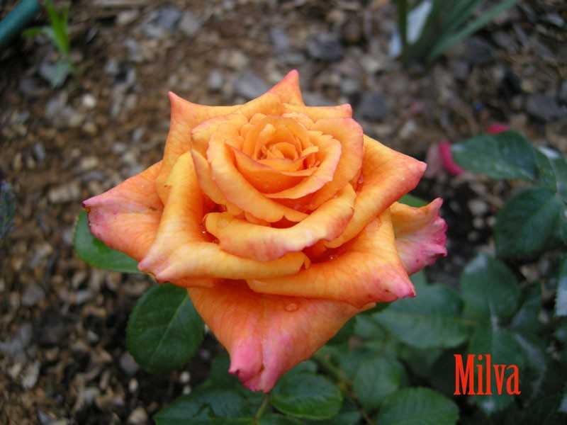 Роза Мильва 2