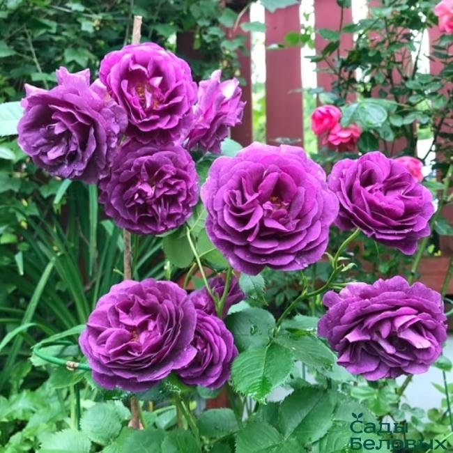 Роза Минерва 5