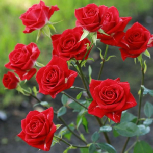 Роза Мирабель