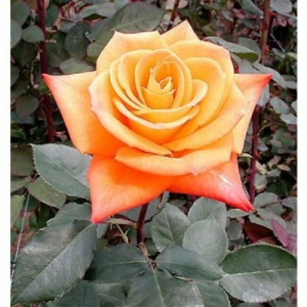 Роза Миракл 3