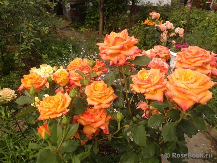 Роза Миракл 5